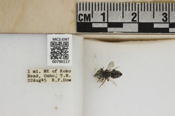 Media type: image;   Entomology 790117 Aspect: Labels